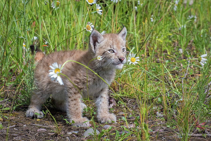 Siberian Lynx Kitten at Play Photograph by Evelyn Harrison