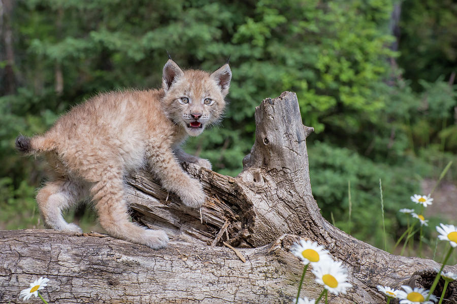 Siberian Lynx Kitten Photograph by Evelyn Harrison