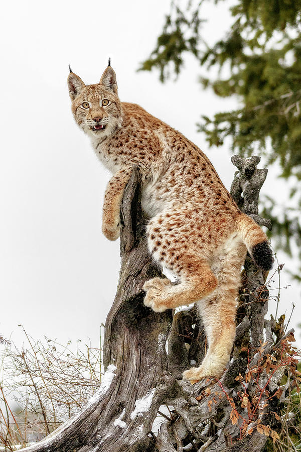 Siberian Lynx Kitten Photograph