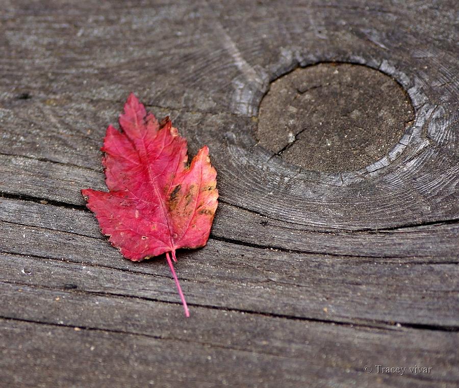 Siberian Maple Leaf on Weathered Wood Photograph by Tracey Vivar