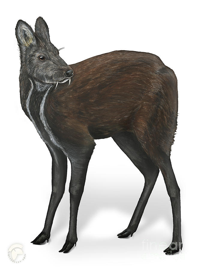 Siberian Musk Deer Moschus Moschiferus - Chevrotain Porte-musc - Ciervo Almizclero - Moschustier Painting
