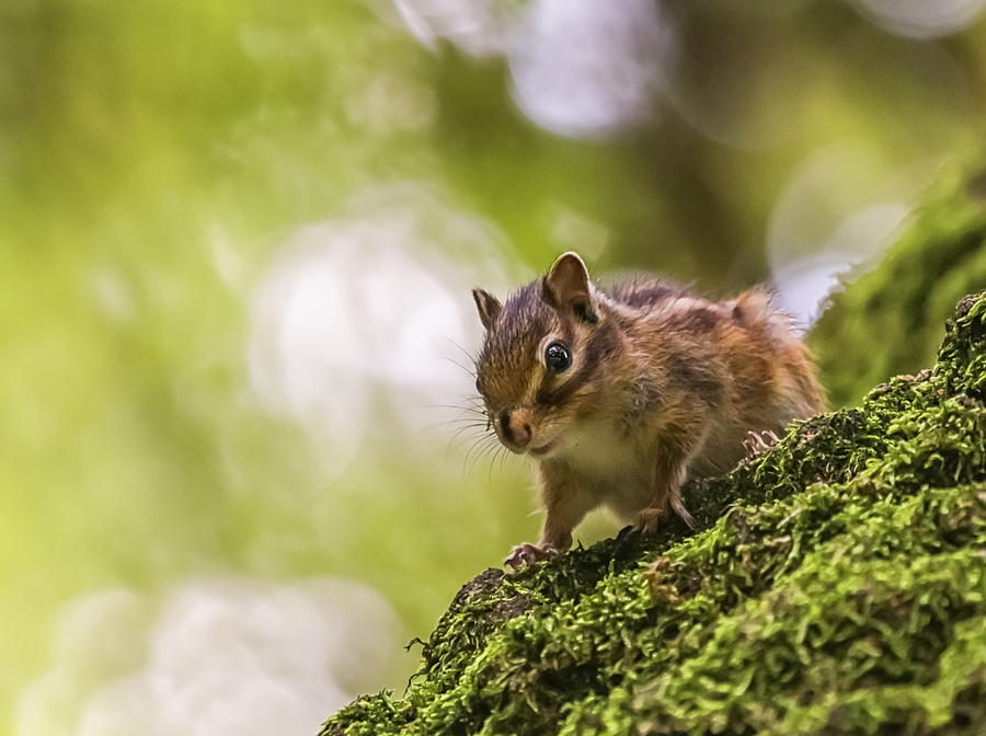 Siberian or common chipmunk squirrel, eutamias sibiricus Photograph by Elenarts - Elena Duvernay photo