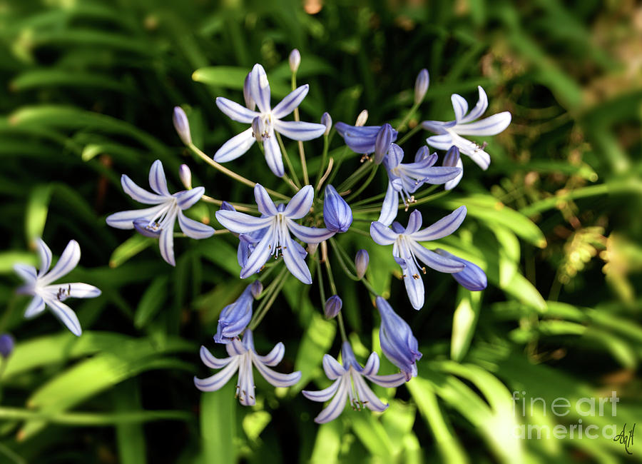 Siberian Squill a Flower Photograph by Victoria Harrington
