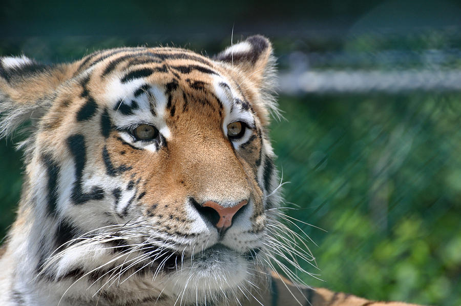 Siberian Tiger 2 Photograph by Glenn Gordon