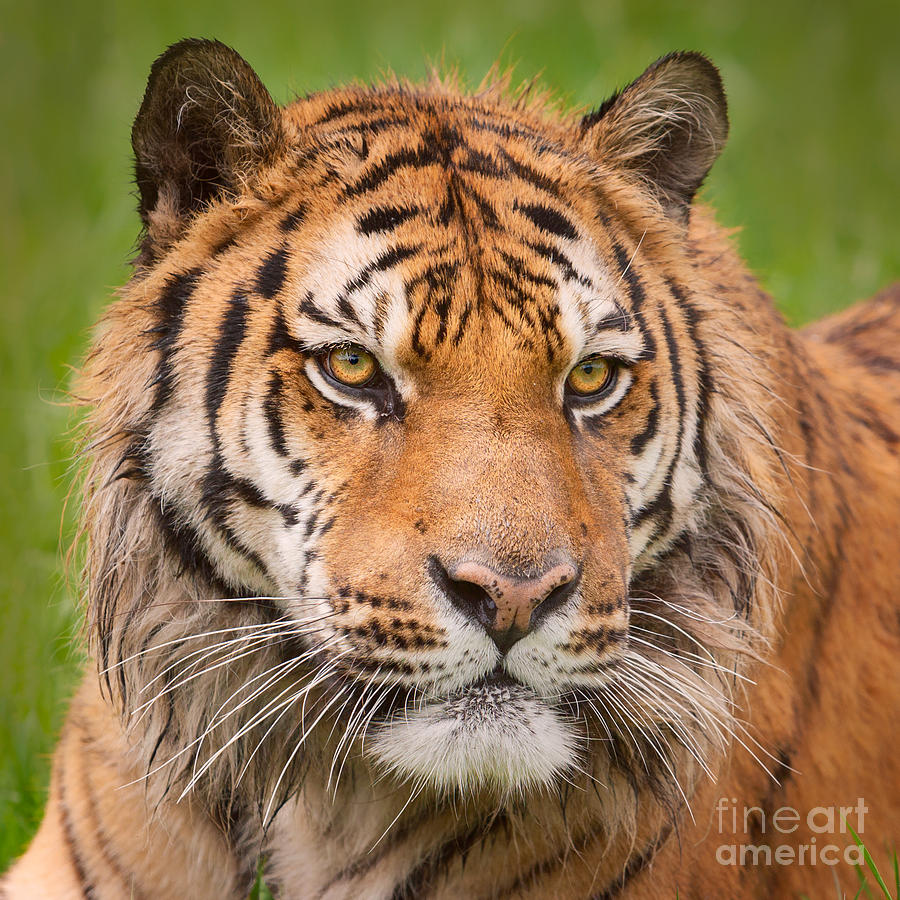 Siberian Tiger 2 Photograph by Jerry Fornarotto