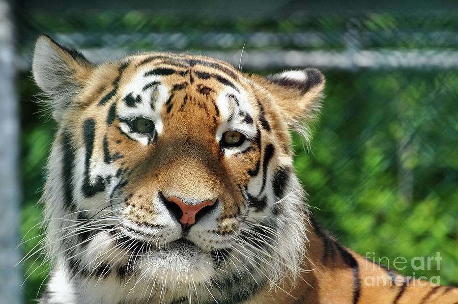 Siberian Tiger 3 Photograph by Glenn Gordon