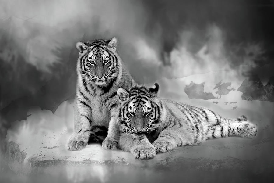 Siberian Tiger - 365-217 Photograph by Inge Riis McDonald
