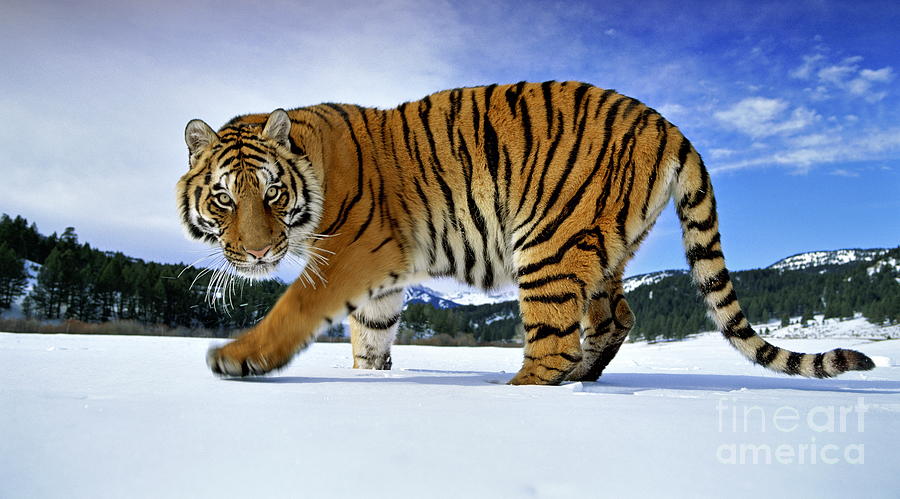 Siberian Tiger Photograph by Andy Rouse and Photo Researchers