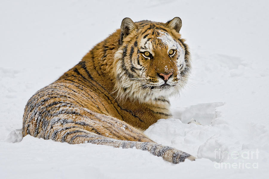Siberian Tiger at Rest Photograph by Jerry Fornarotto