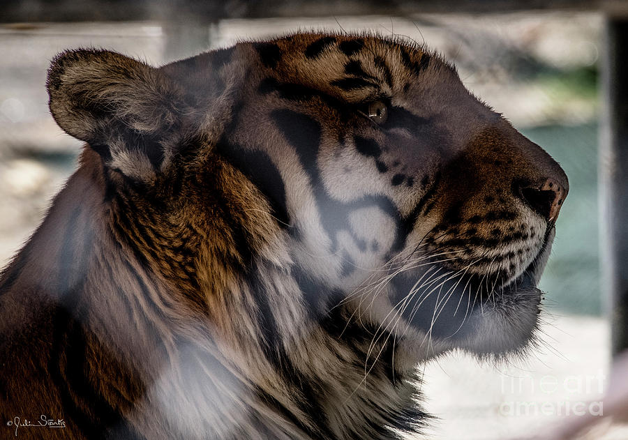 Siberian Tiger At Shambala Photograph