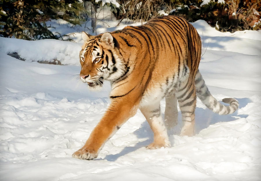 Siberian Tiger Cat Walk Photograph