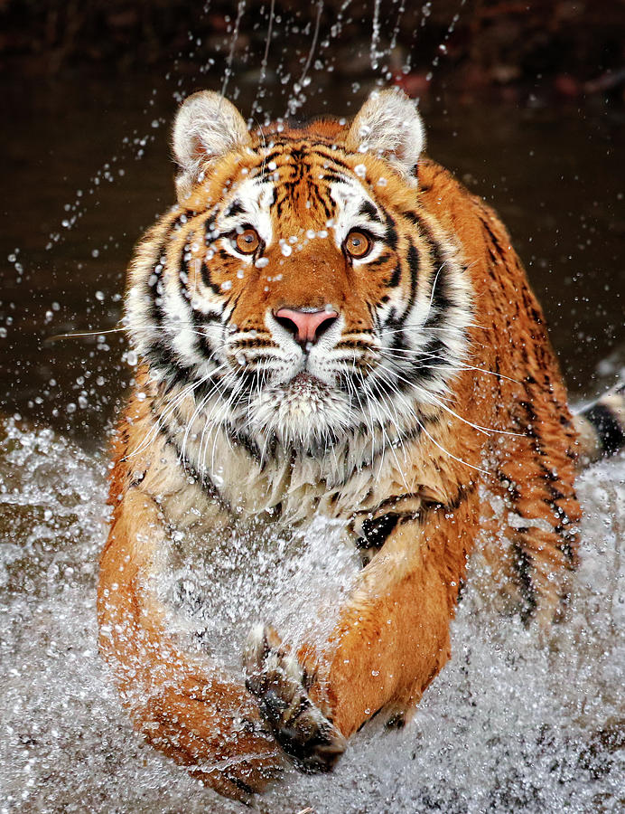 Siberian Tiger Charge 2 Photograph by Steven Upton