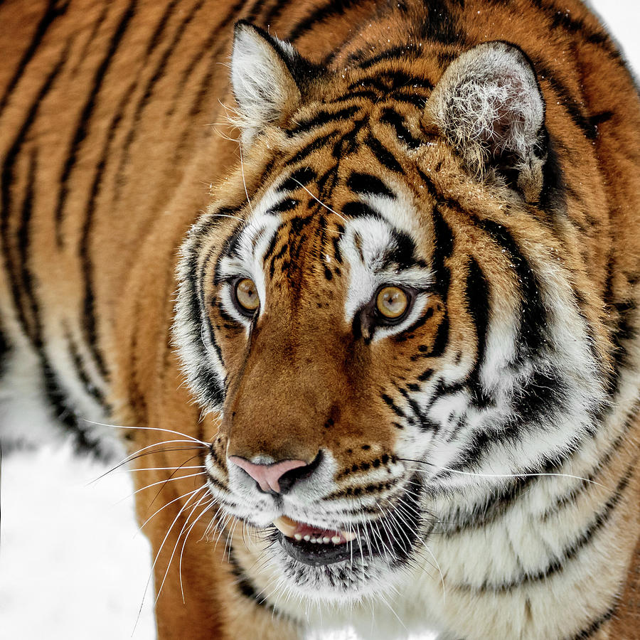 Siberian Tiger Closeup Photograph