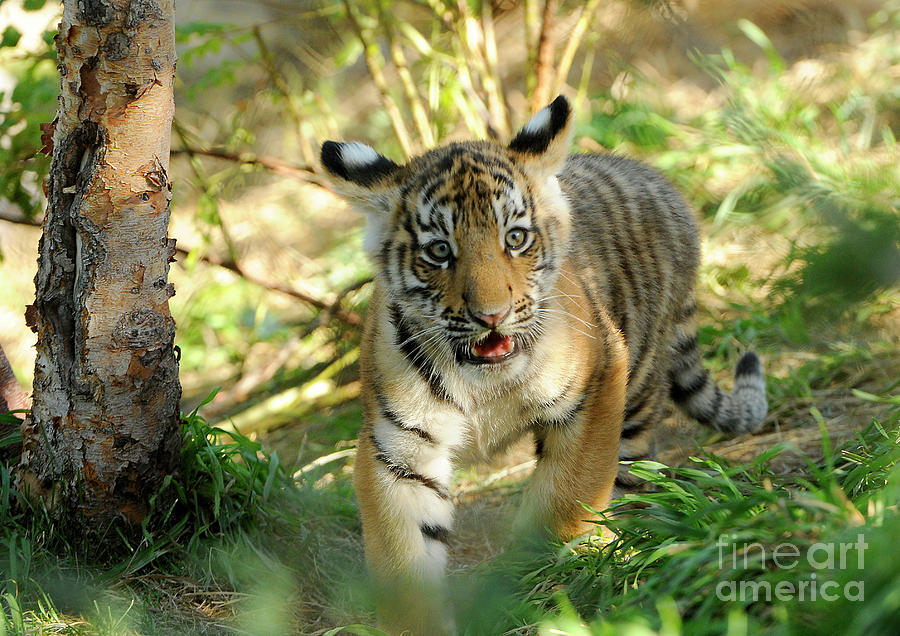 Siberian Tiger Cub Photograph by Dennis Hammer