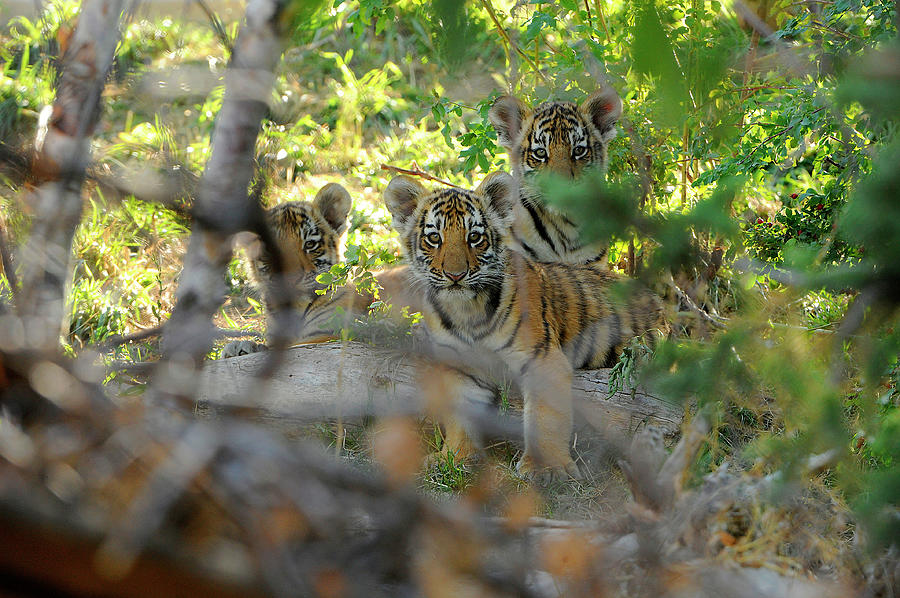 Siberian Tiger Cubs Photograph by Dennis Hammer