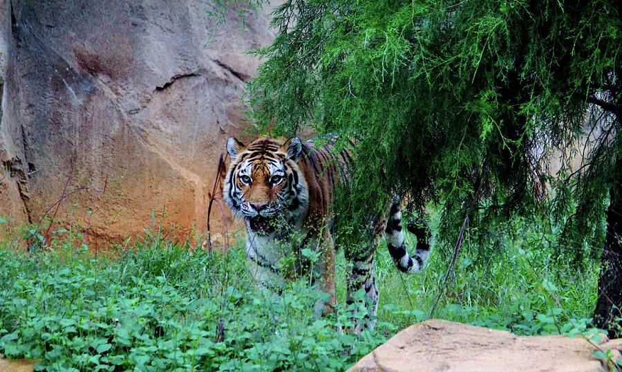 Siberian Tiger Photograph by Cynthia Guinn