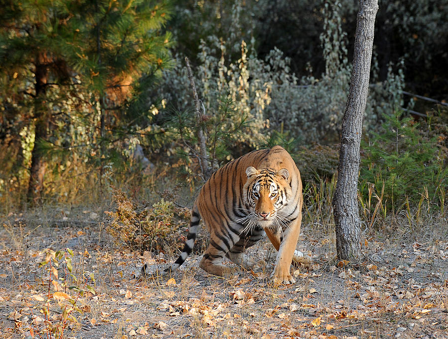 Siberian Tiger Photograph by Dennis Hammer