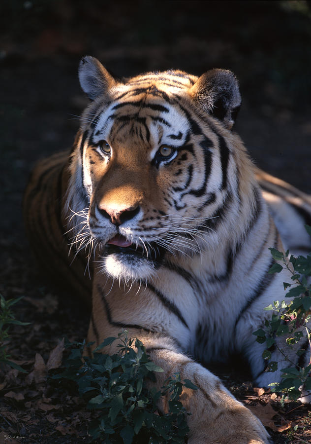 Siberian Tiger Executive Portrait Photograph by John Harmon
