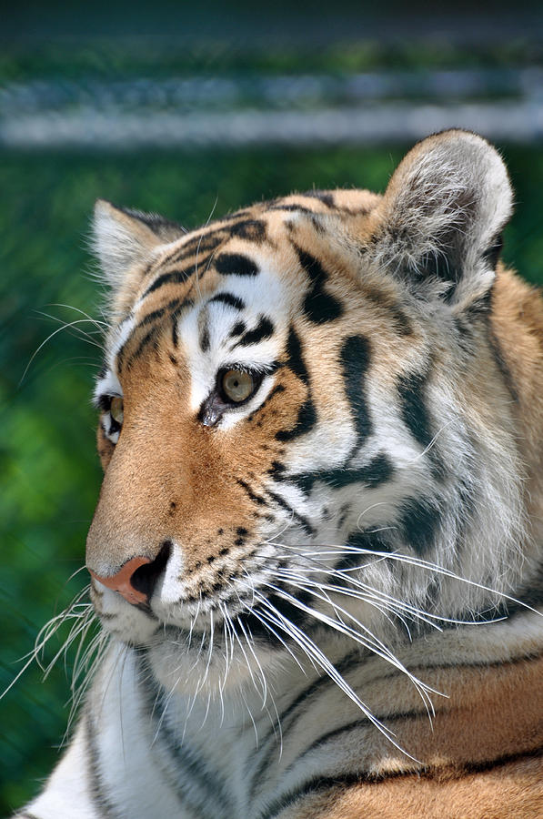 Siberian Tiger Photograph by Glenn Gordon