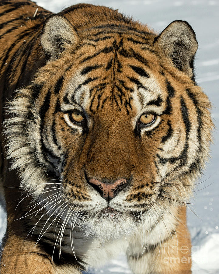 Siberian Tiger Head Shot in the Snow Photograph by Tibor Vari