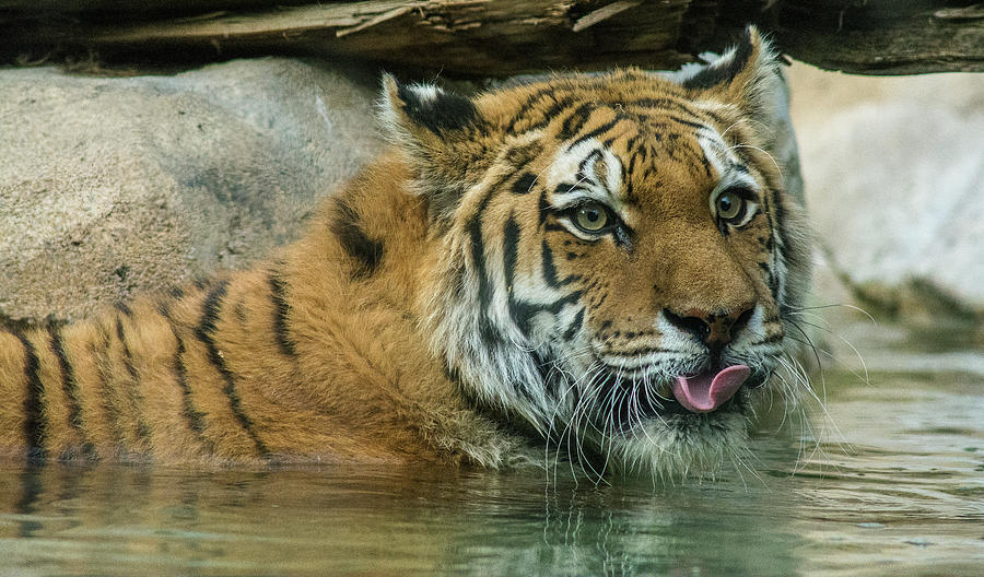 Siberian Tiger Hogle Zoo Photograph by Howie Garber - Pixels