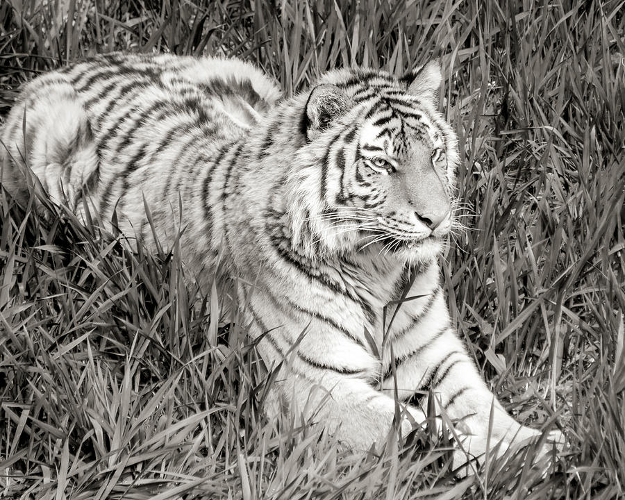 Black And White Photograph - Siberian Tiger in grass by Jim Hughes