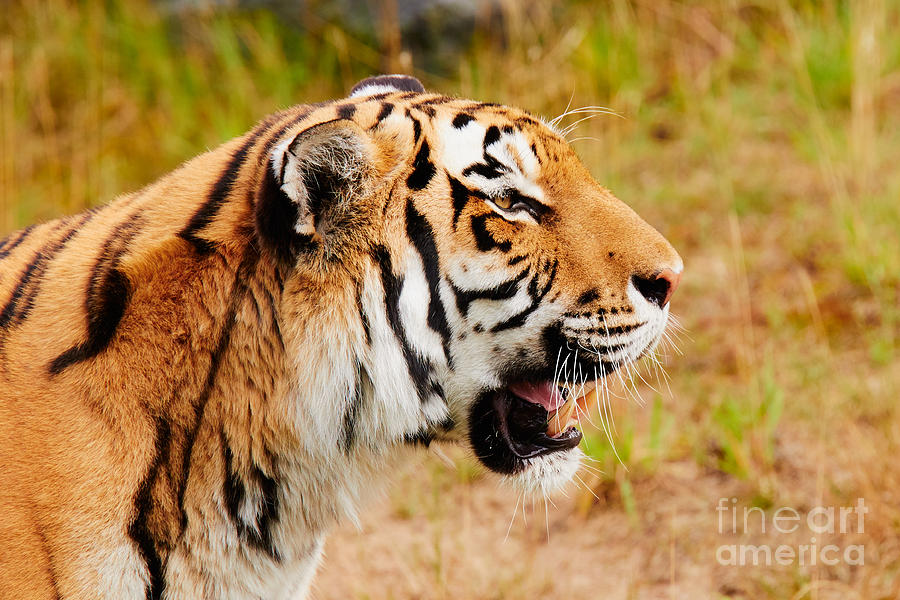 Siberian Tiger In Profile Photograph