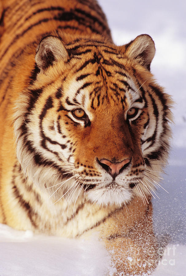 Siberian Tiger Photograph by John Hyde - Printscapes - Fine Art America