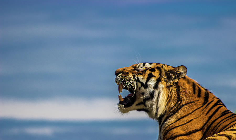 Tiger Photograph - Siberian Tiger by Martin Newman