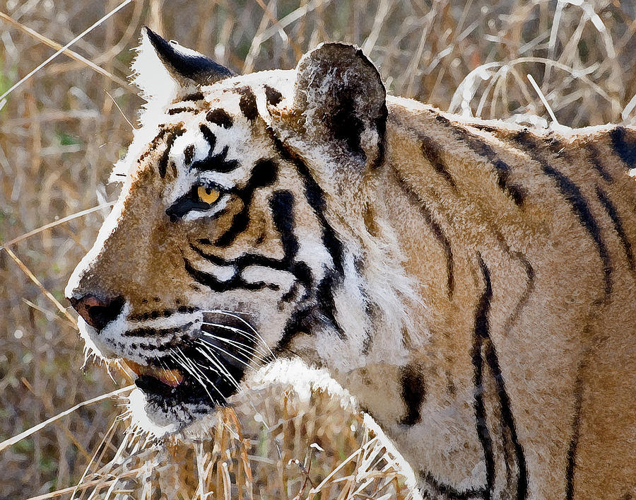 Siberian Tiger Photograph by Patricia Bolgosano