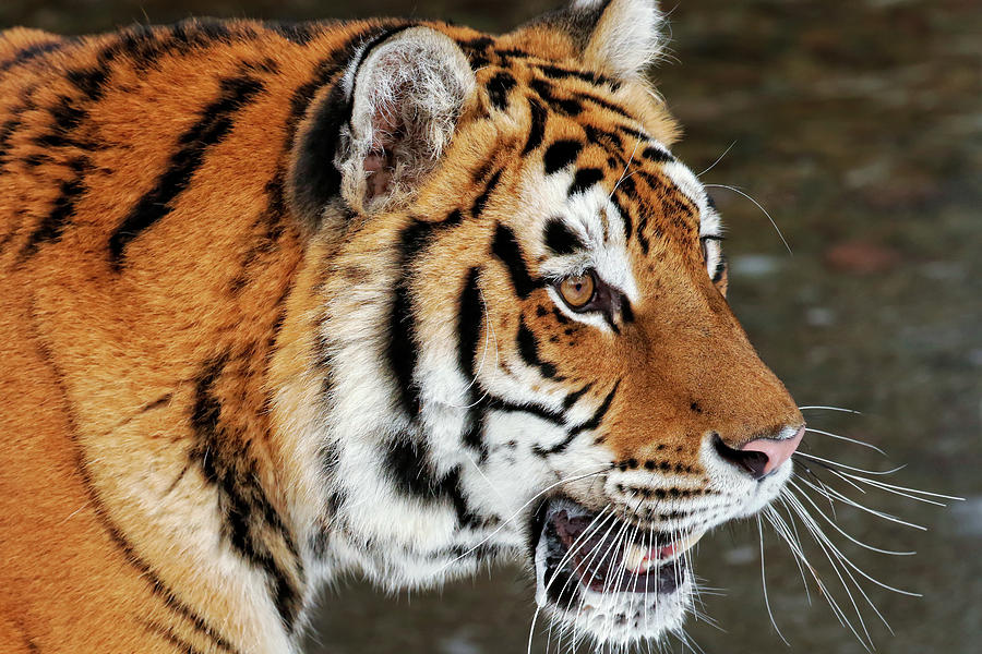 Siberian Tiger Profile Photograph by Steven Upton