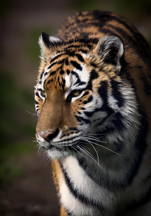 Siberian Tiger Photograph by Randy Hall
