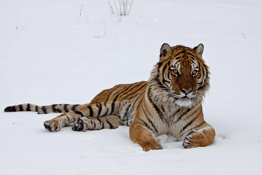 Siberian tiger relaxing in snow Photograph by Jenny Hibbert - Fine Art ...