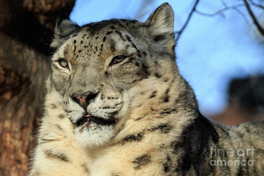 Snow Leopard #3 Photograph by Richard Smith