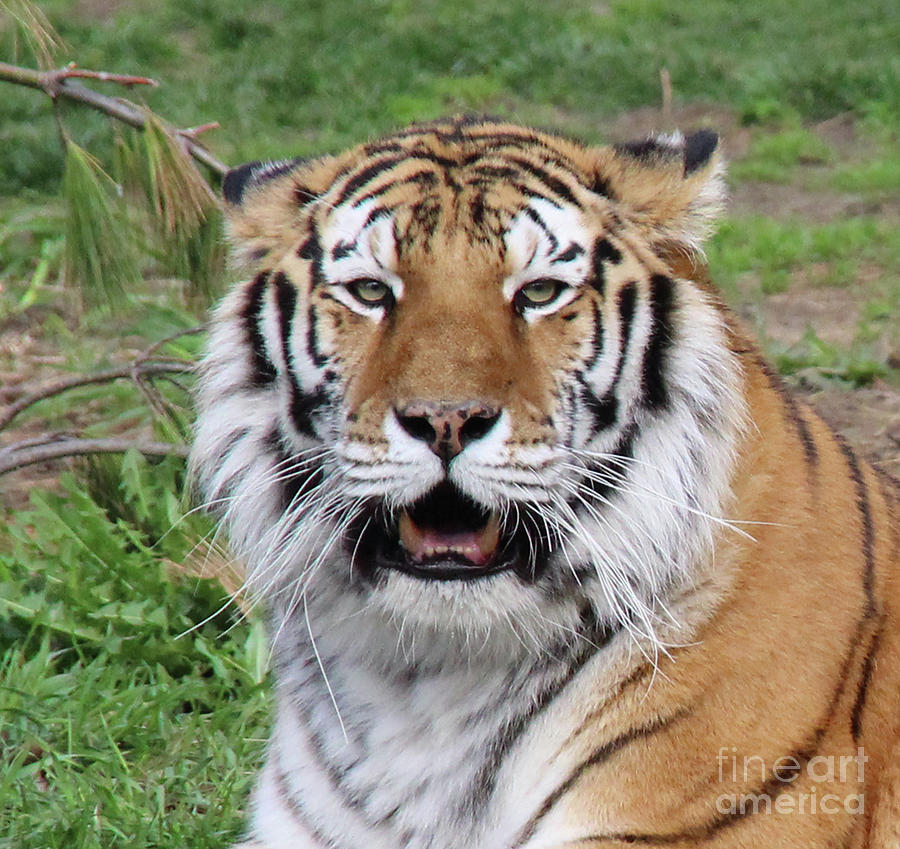 Siberian Tiger Roar Photograph