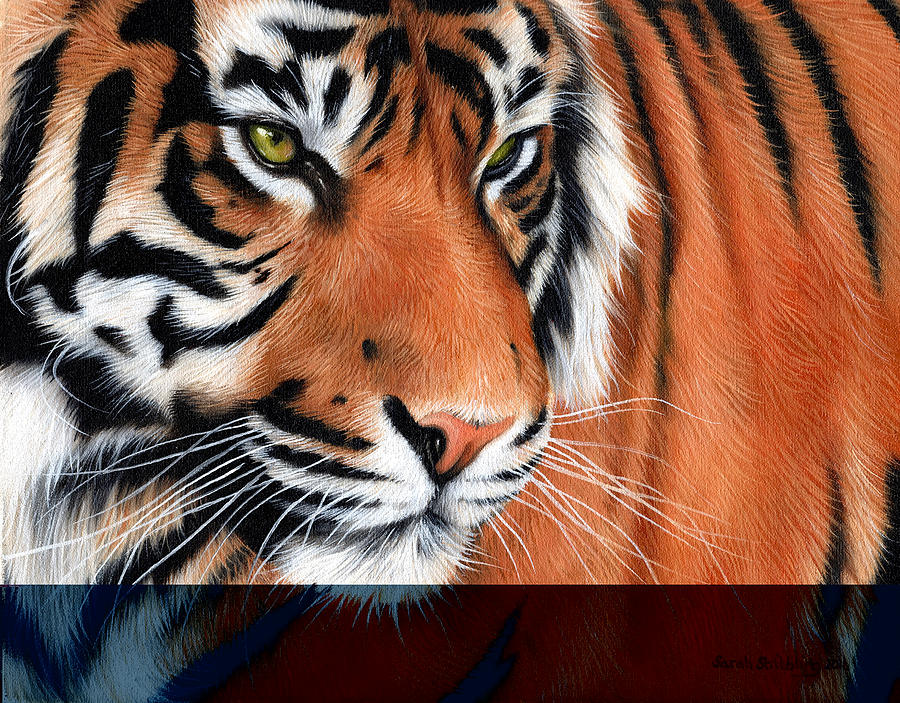 White Tiger Painting by Sarah Stribbling
