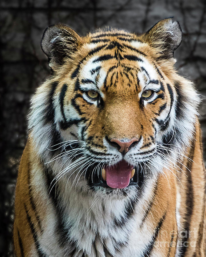 Siberian Tiger Smile Photograph by Joann Long