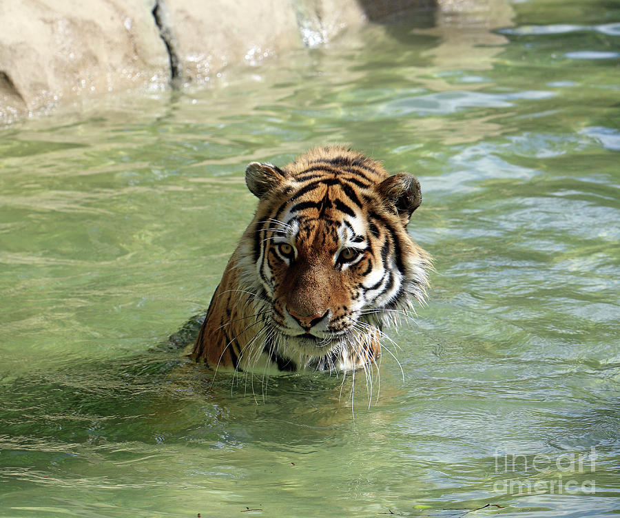 Siberian Tiger Photograph by Steve Gass