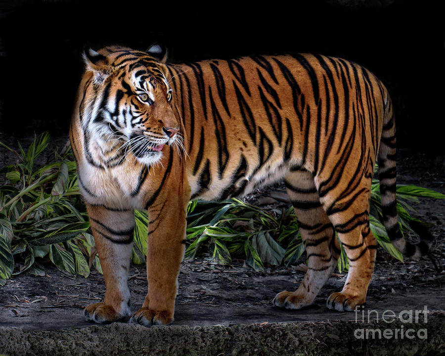 Siberian Tiger Photograph by TN Fairey | Fine Art America