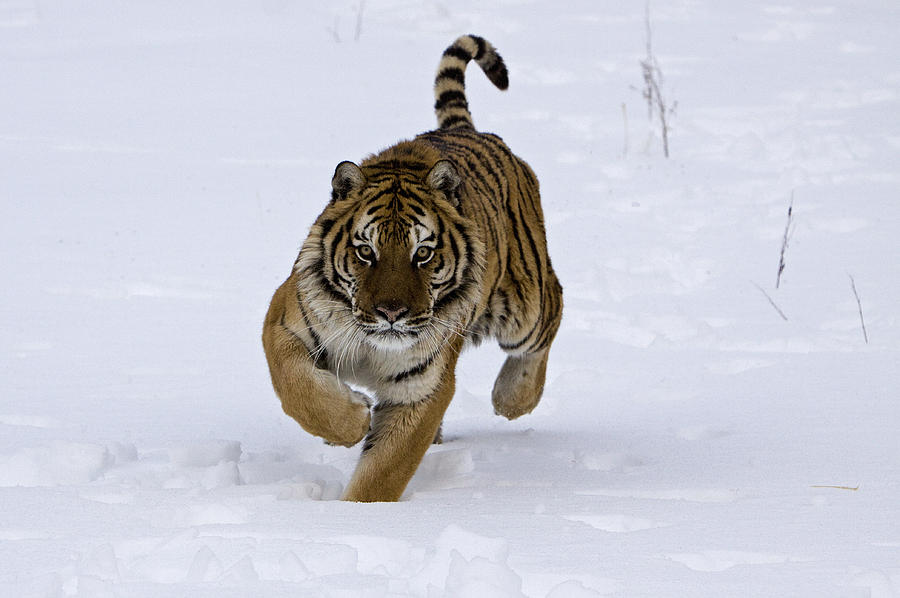 Siberian tiger walking towards me Photograph by Jenny Hibbert - Fine ...