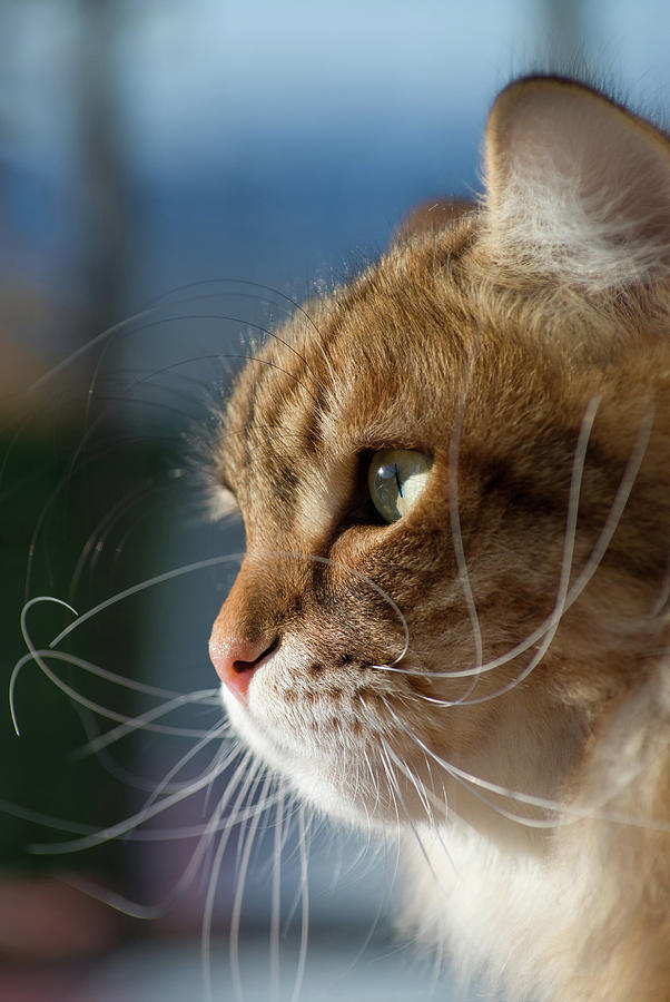 Siberian Whiskers In The Sun Photograph