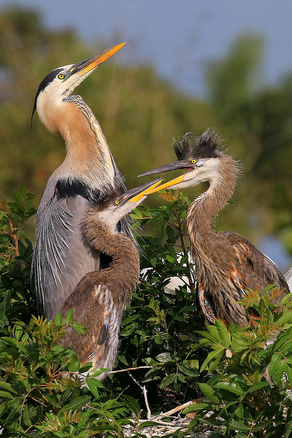 Sibling Rivalry Photograph by John Absher - Fine Art America