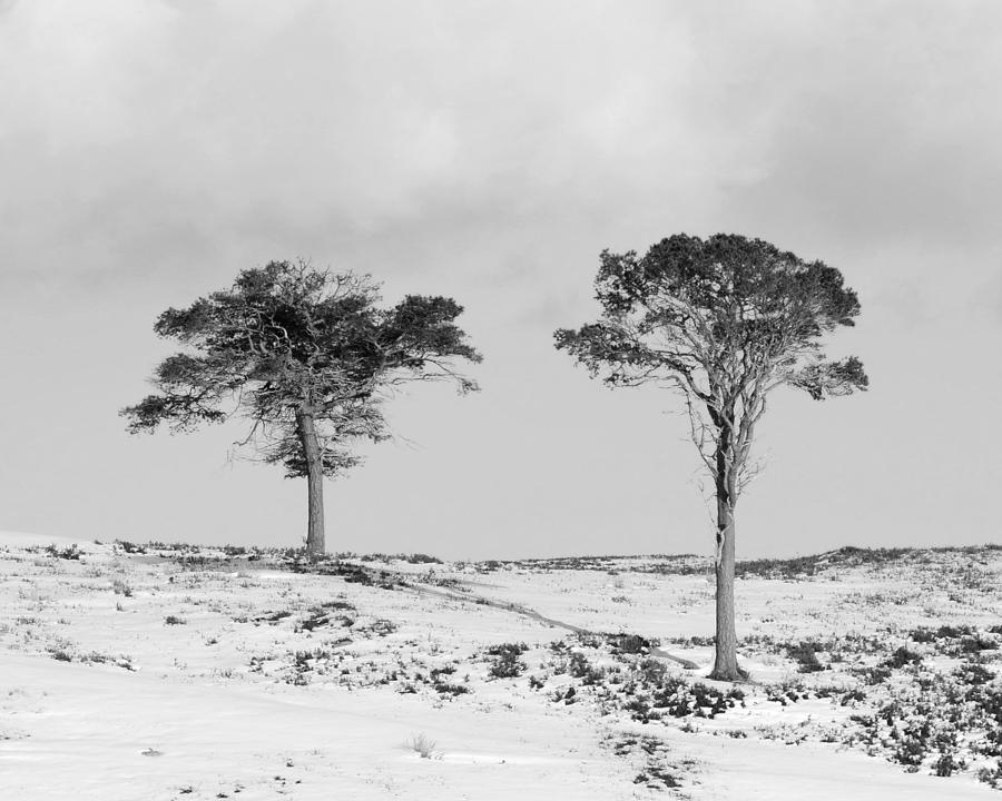 Scots Pine Trees Photograph - Siblings  by Gavin MacRae
