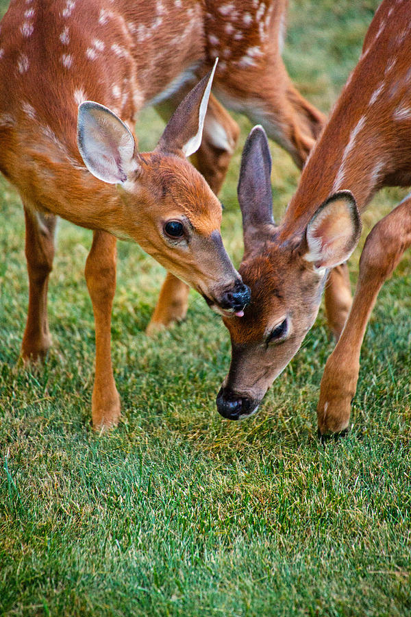 Deer Photograph - Siblings by Karol Livote