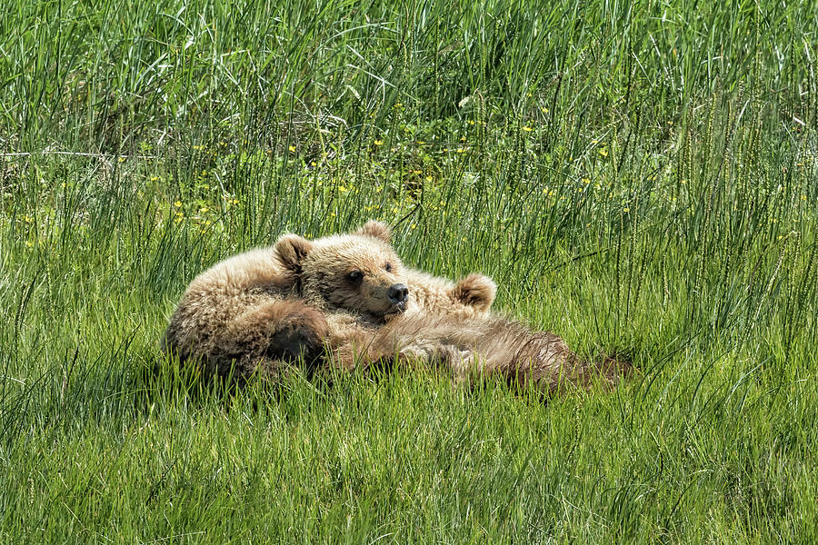 Siblings Make Good Pillows - Bear Cubs 1 Photograph by Belinda Greb