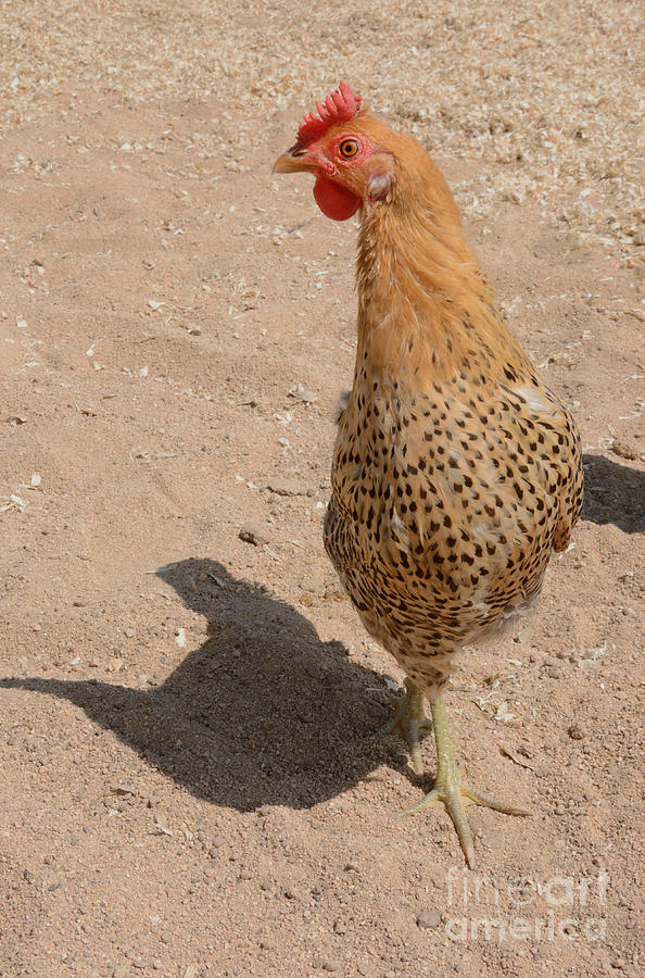 Sicilian Buttercup Chicken Hen Photograph by Merrimon Crawford