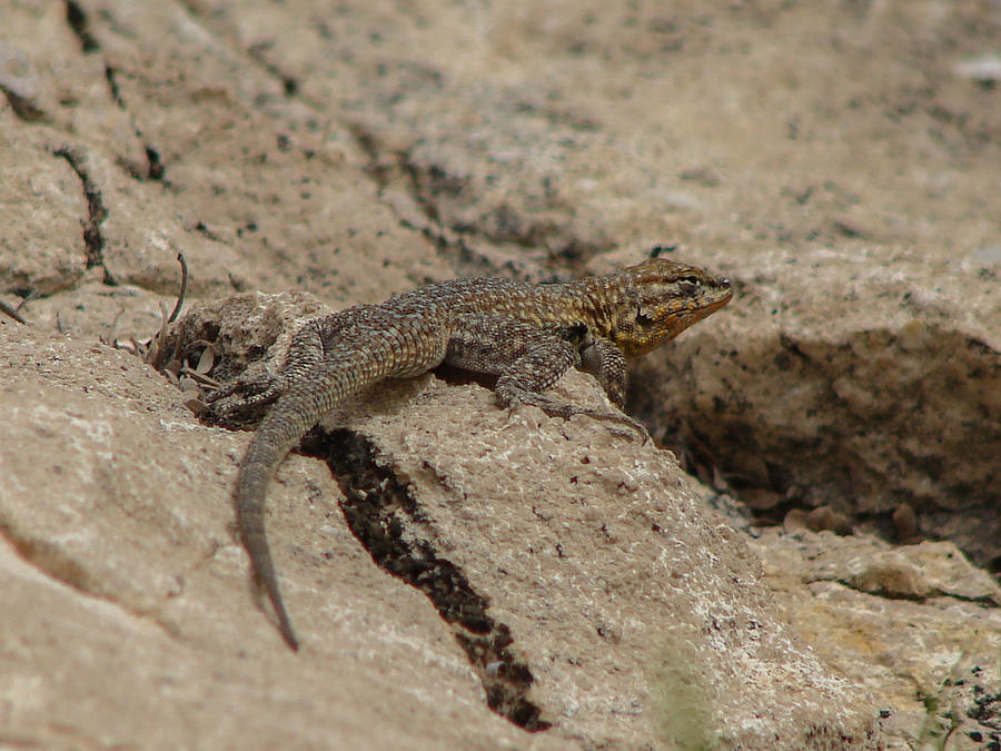 Dragon Photograph - Side-blotched Lizard by Carl Moore