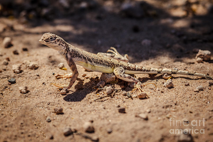Side-blotched Lizard  Photograph by Robert Bales