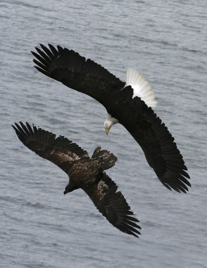 Side by Side Eagles NW3074 Photograph by Mary Gaines