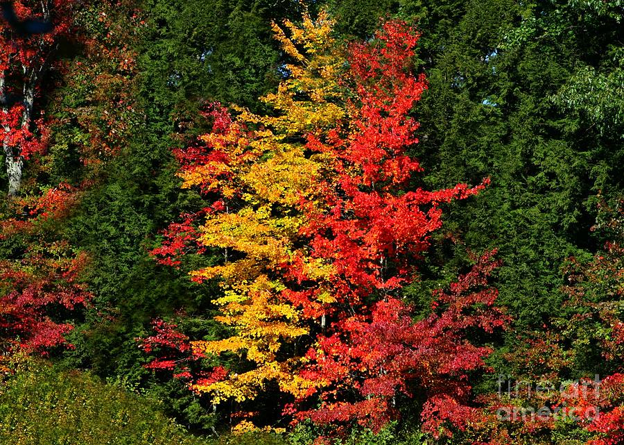 Tree Photograph - Side By Side In NH by Barbara S Nickerson
